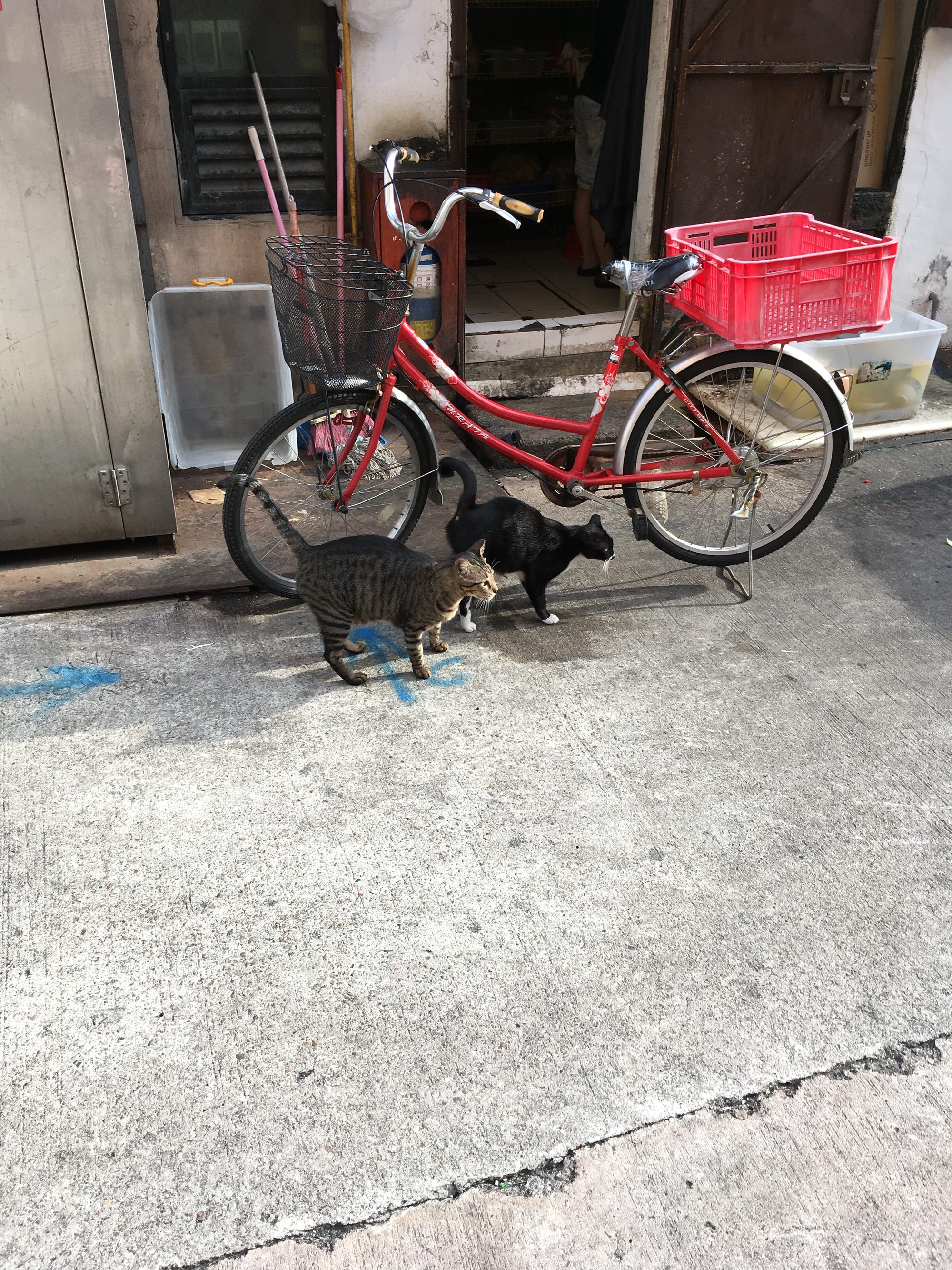 路地の赤い自転車のそばにいる2匹の猫（黒猫とキジトラ）。コンクリートの地面に青い落書き