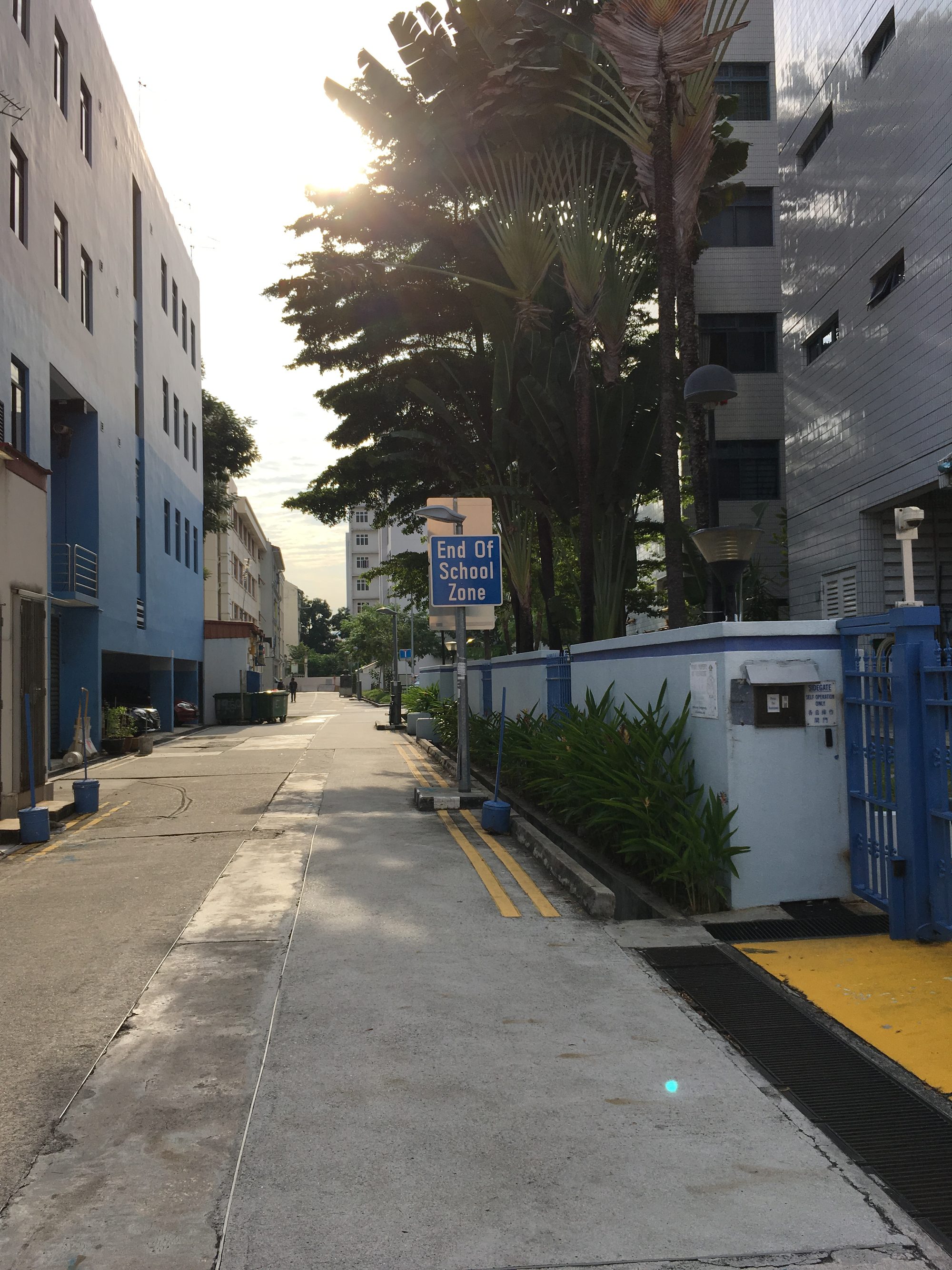 シンガポールの通り。「End Of School Zone」の標識、ヤシの木、夕方の光