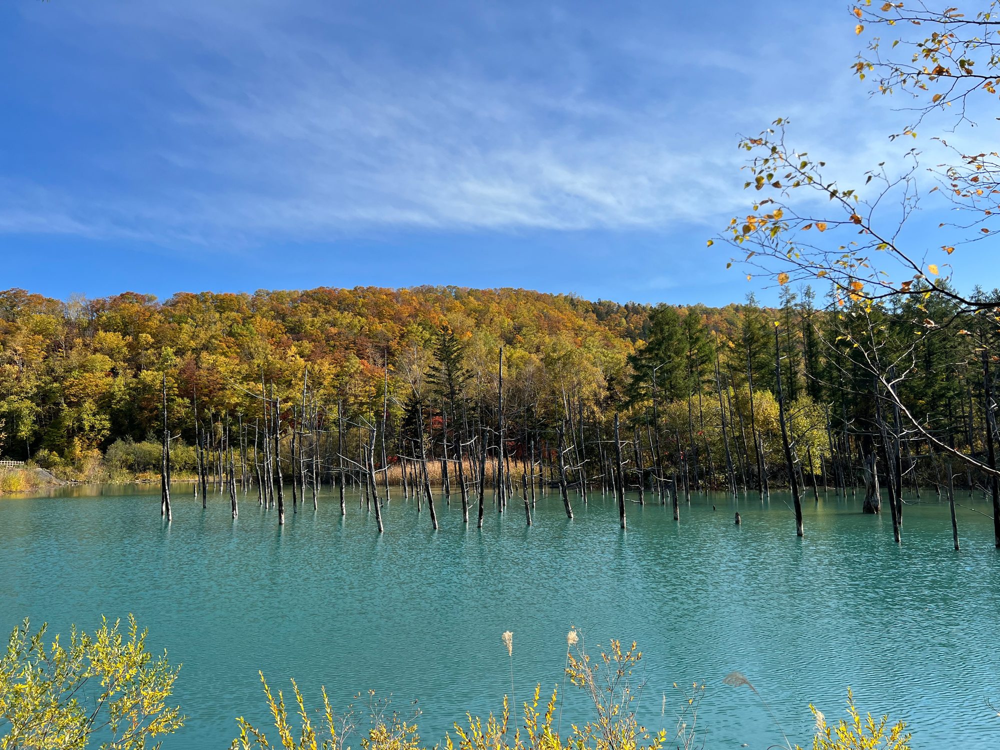 美瑛の青い池。ターコイズブルーの水面に立ち枯れた木々、背後は紅葉の山と青空