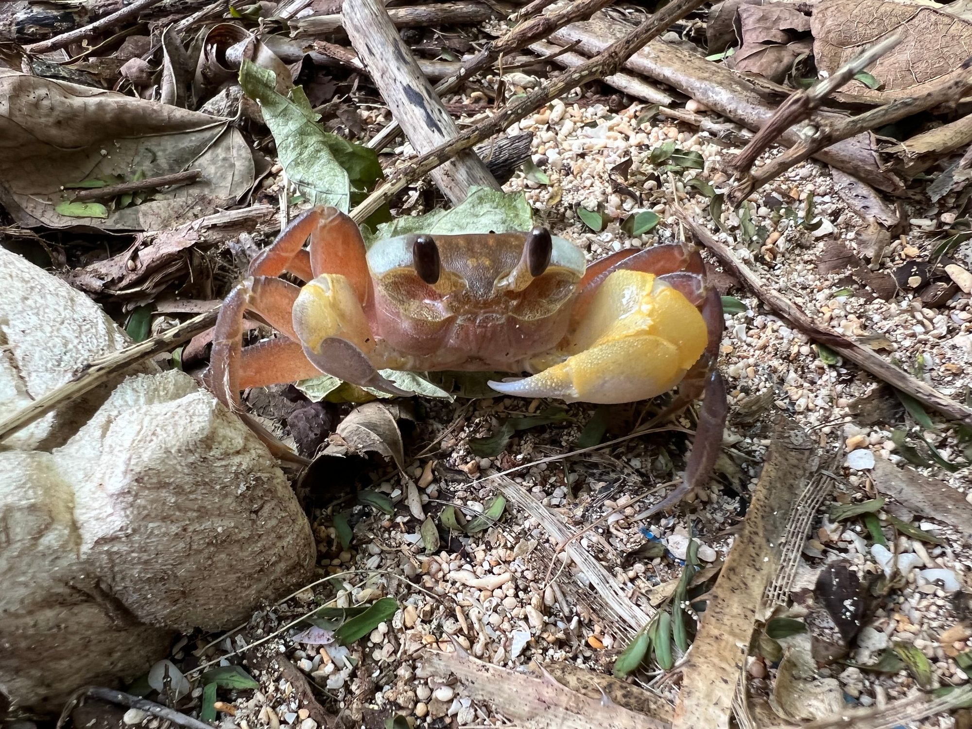 石垣島で見つけたカニ（黄色い爪のオカガニの仲間）が落ち葉とサンゴ砂の上にいる