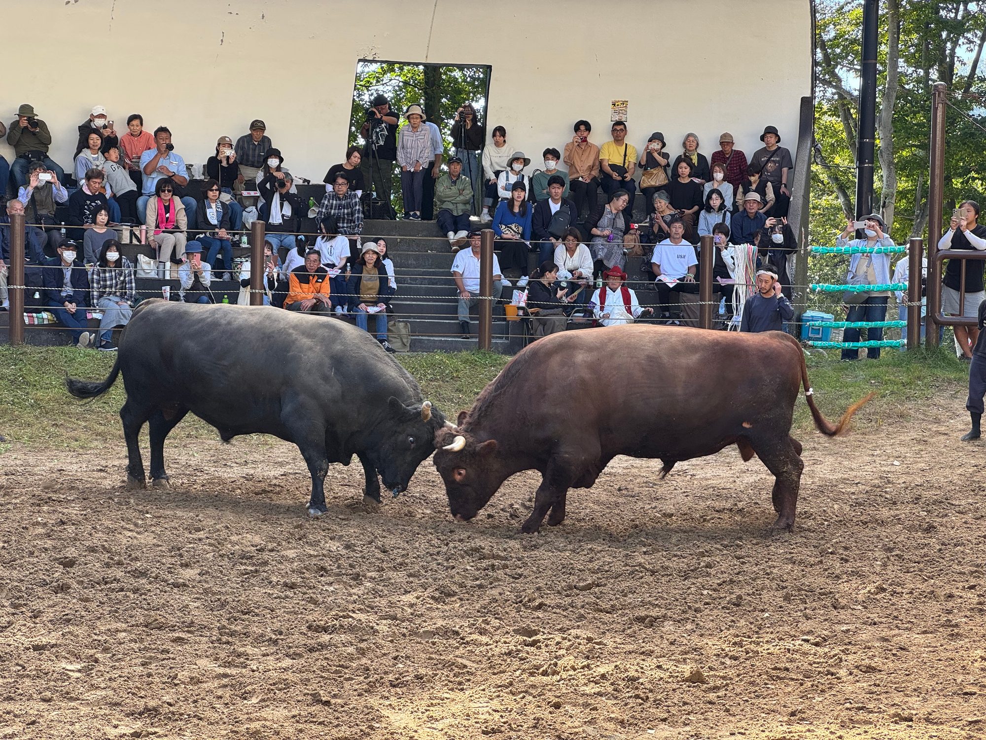 山古志の「牛の角突き」。土俵で黒牛と茶牛が角を突き合わせ、まわりを観客席が囲む