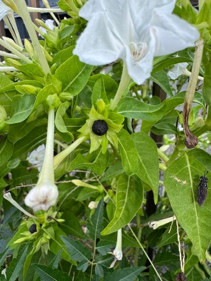 オシロイバナ。白い花と緑の葉、黒く熟した丸い種がつき、葉には黒い虫がとまっている