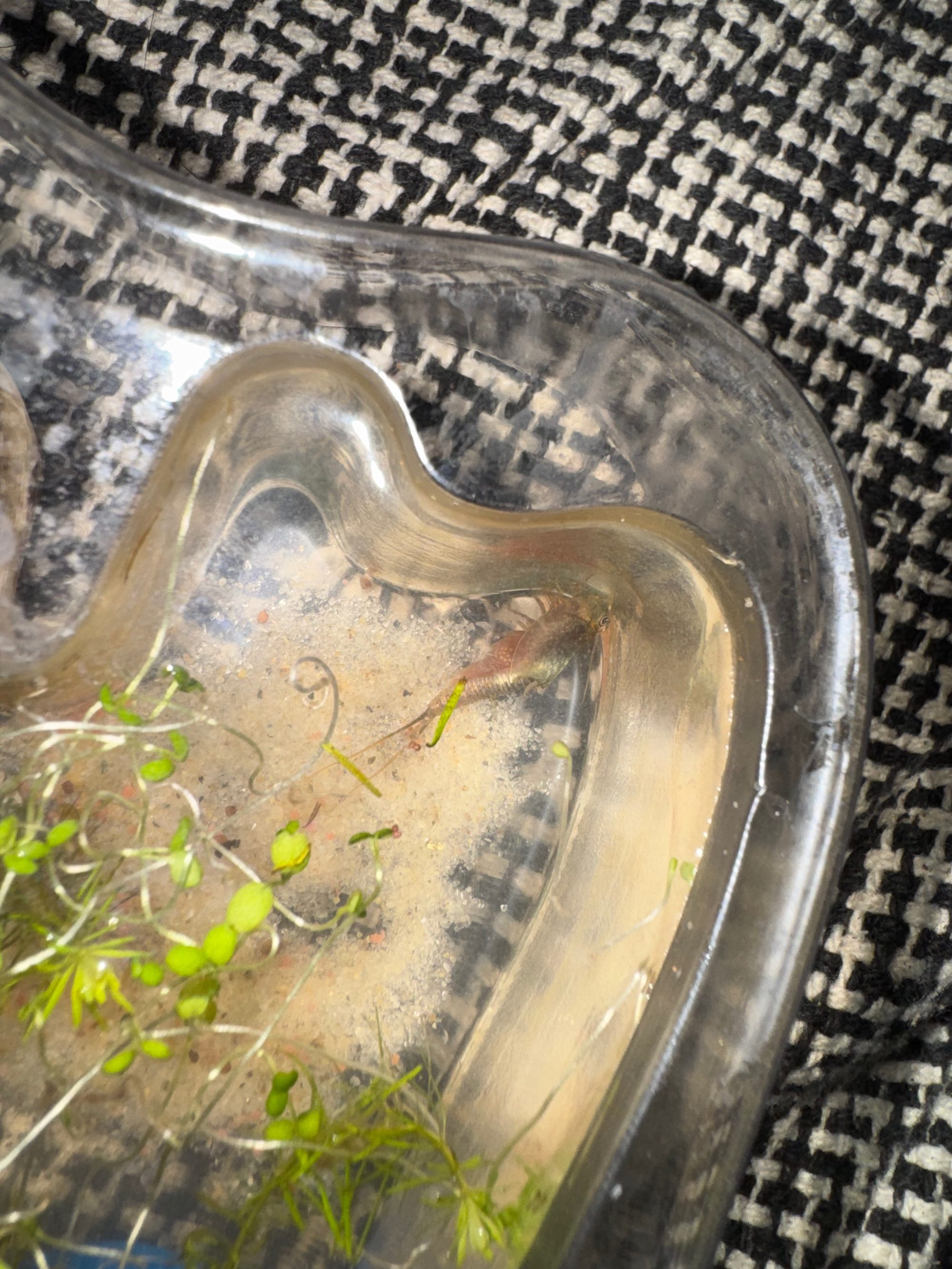 透明な飼育容器の中のカブトエビ。千鳥格子の布の上に置かれ、砂と水草の入った水中を泳いでいる
