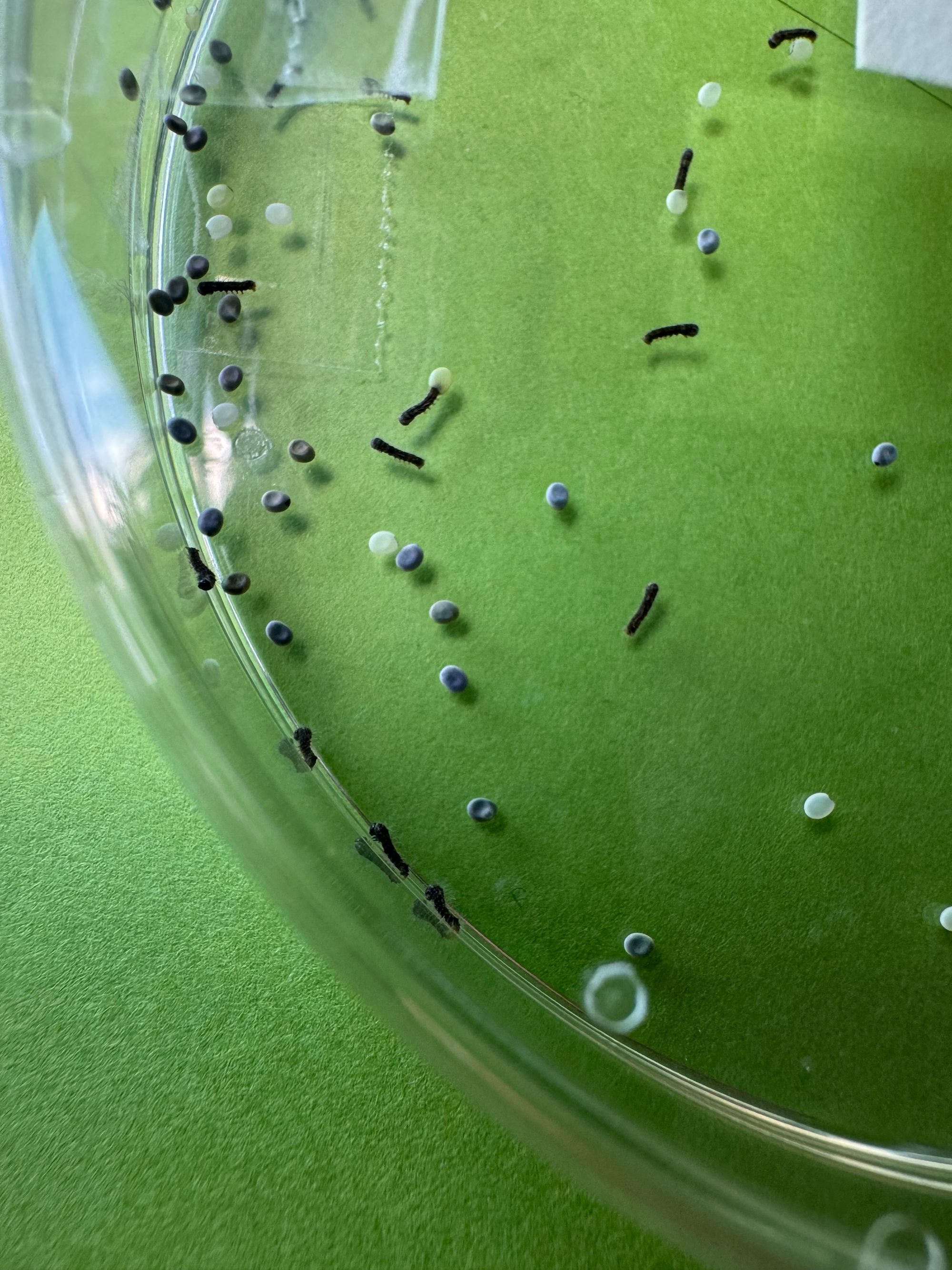 シャーレの縁のクローズアップ。卵から出てきた黒い毛虫状の蚕の赤ちゃんと、殻を破った白い卵、青灰色の卵が緑の背景に並ぶ