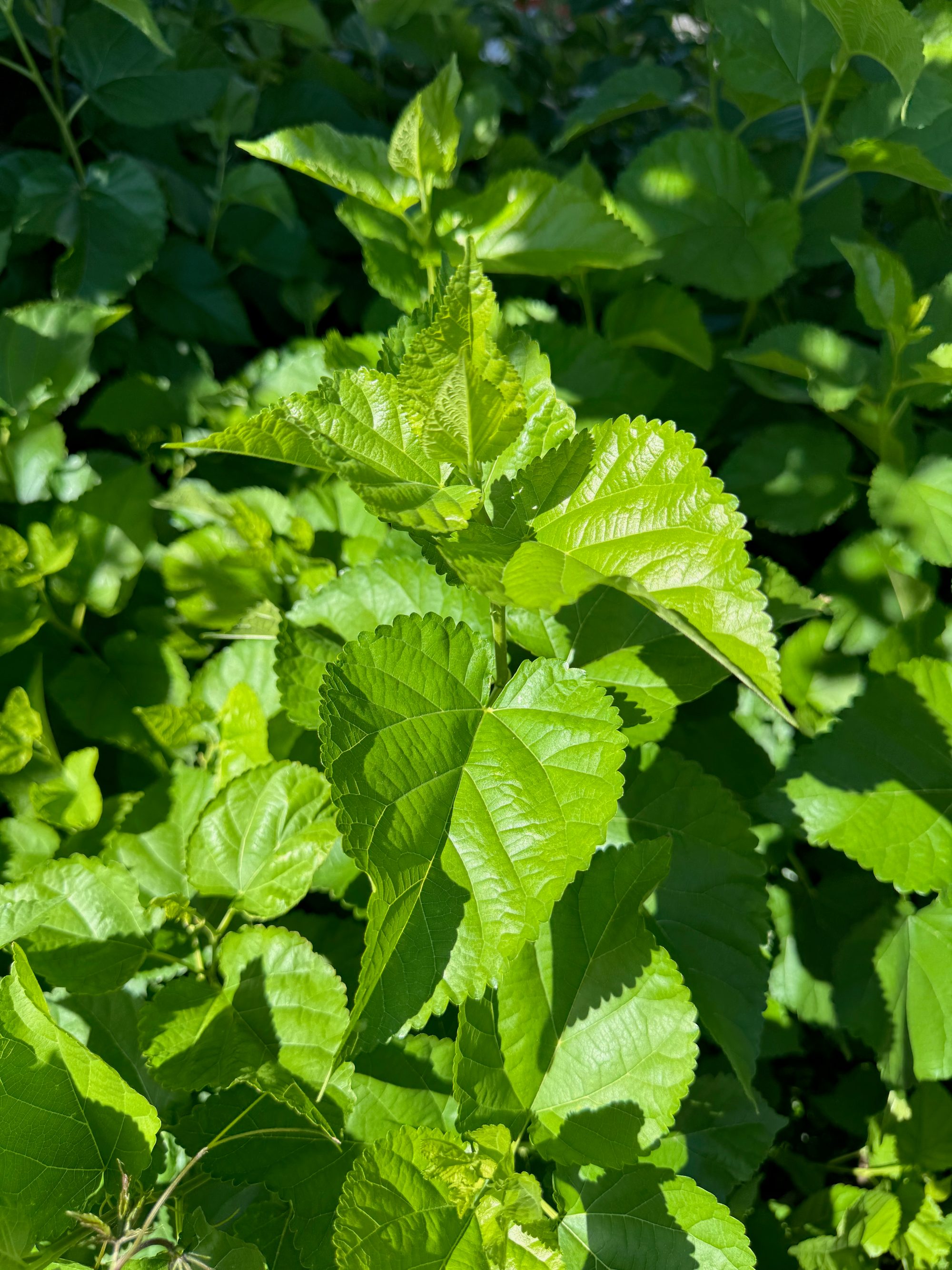 日差しを浴びた桑の若葉。ぎざぎざの縁を持つ明るい緑のハート型の葉が茂っている
