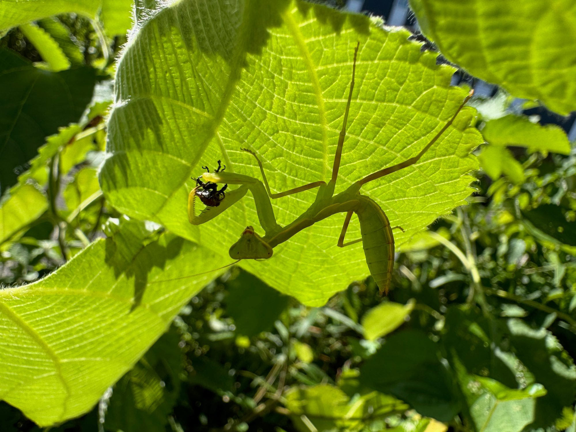 桑の葉の裏にとまった緑色のカマキリ。前脚で黒い甲虫の獲物を捕らえている