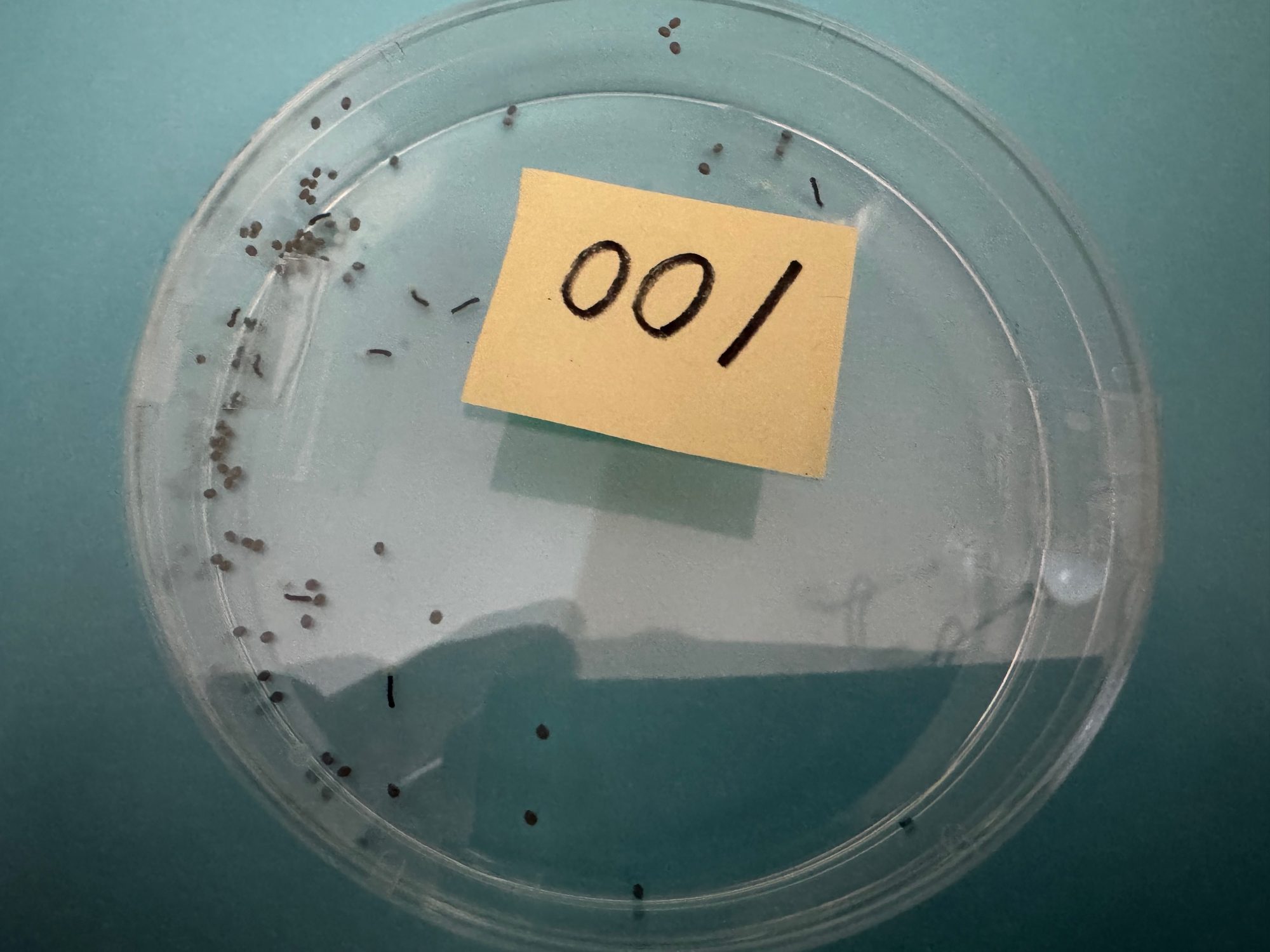 「001」とラベルを貼った透明なシャーレ。青緑の背景に、孵化したばかりの黒く細長い蚕の幼虫と、ゴマ粒大の卵が散らばっている