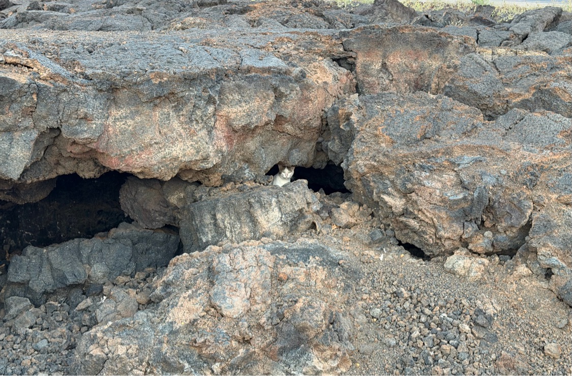 溶岩の岩穴からこちらを見ている野良猫