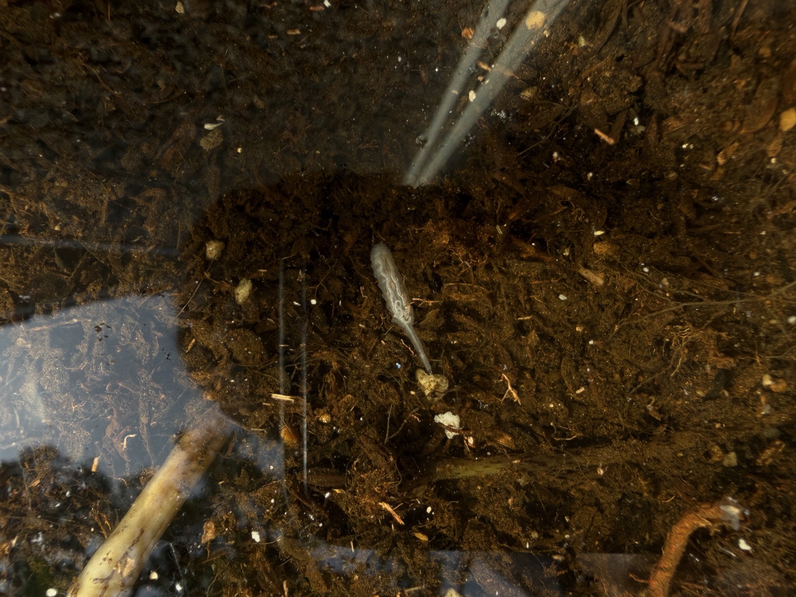 水中でうねうねと動くハナアブの幼虫。半透明の体から長い尾（呼吸管）が伸びている