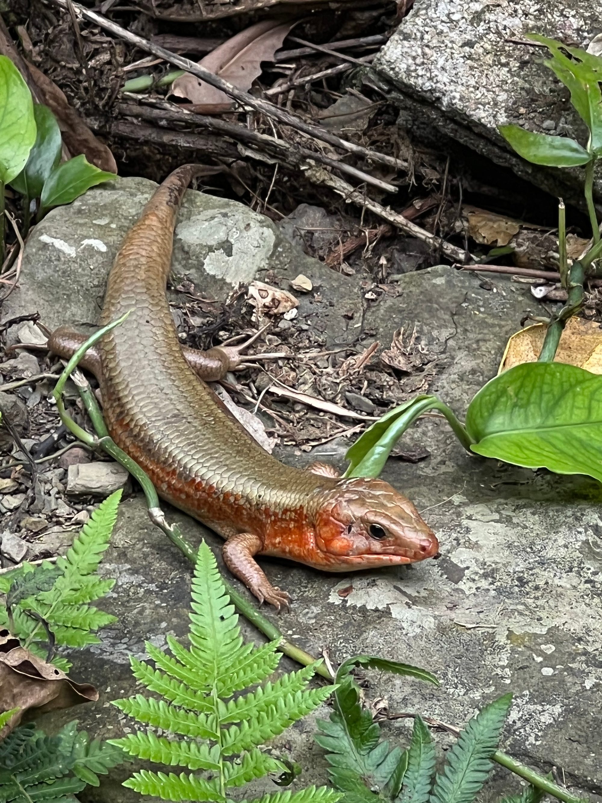 キシノウエトカゲ