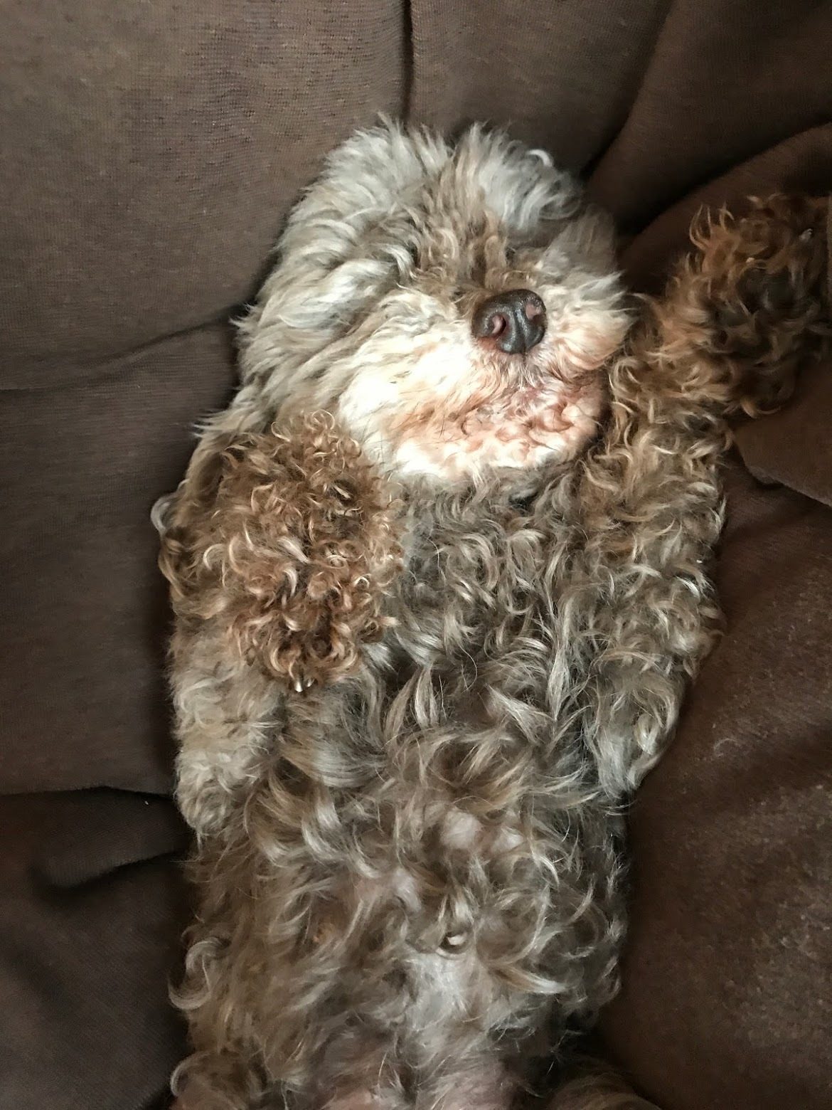 チビ